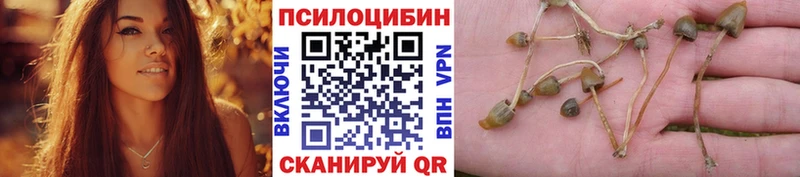купить наркотик  Агрыз  Псилоцибиновые грибы MAGIC MUSHROOMS 